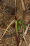 Marsh bristlegrass